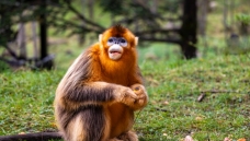 ����˿��