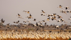 ������Ǩͽ