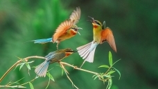 �ʺ�