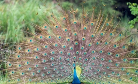 �й�������Ұ�����ﱣ���Ĳ��ֻ�����������