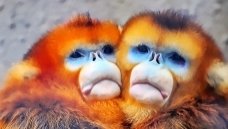 ���أ�����