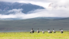 ������׹顷-----�����Ĵ�