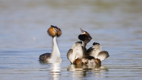 ��ͷ�G�f����������