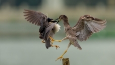 ��λ��-ҹ��