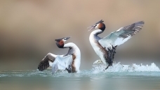 ��л��λ��ʦ������������