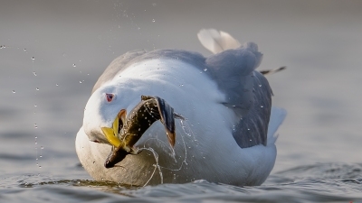 �����ܲ�����