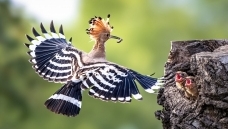 ��ĸ֮��