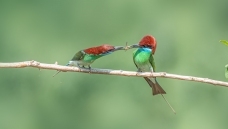 �װ�