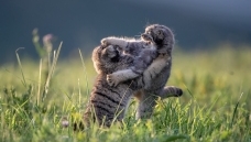 ���ֵ�ͯ��