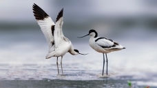 ��ʿ���ʺ�