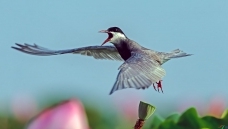 �ź�