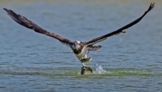 ��˫����ˮ