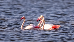 ��������ԡ