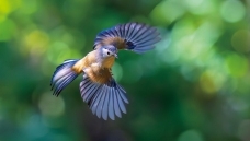 ����ϣ��