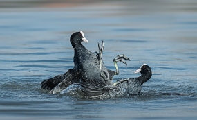 �������������������Ĵ���֮Լ