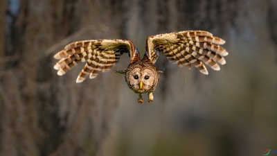 �������