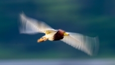 ������Ӱ