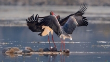 ����֮��