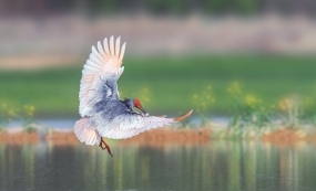 ���q��ᴦ��������������ʮ���Ӱ����