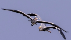 ׷���Ĳ��أ�