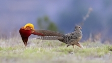 �಻�С�����