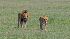 ��ԭ�ϵ�ʨ��