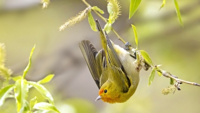 �����ȸ��