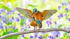 ��������......