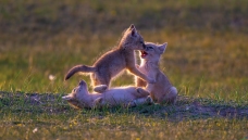 ɳ��������