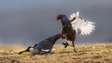 ����ͷ�����������ټ�