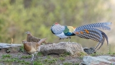 �׸���������