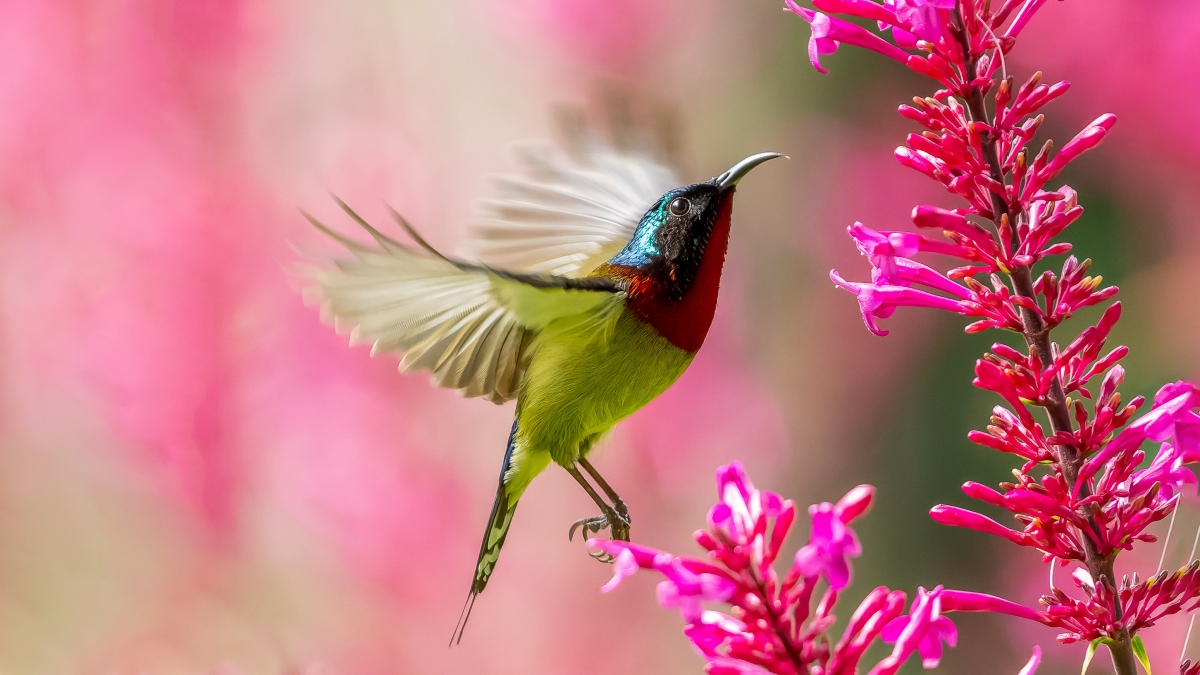 ̫������ʳ