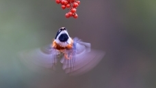 ���ɵ�С��ͷ