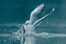 ����С��������