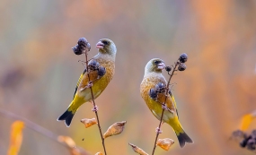 ��֦�ϵĽ��