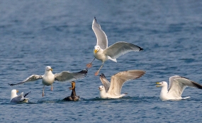 ȺŸ����˶������Ĺ���