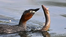 �ջ�