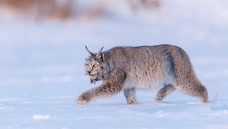 ���ޱ߷���ɽ��