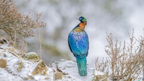 ��һǻ��Ѫ��ֻΪ���ء�