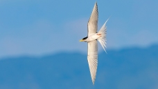 �������Ÿ