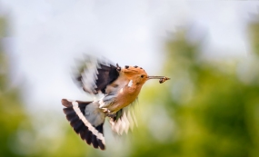 ���������ǣ��Ϻ�ɭ�ֹ�԰��Ĵ�ʤ֮Լ