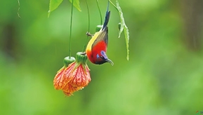 ����̫����