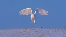 ѩ�^�����ɡ��С�ģʽ����ף����ʦ��Ʒ�ٻ�