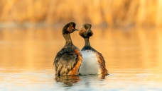 �ھ�����