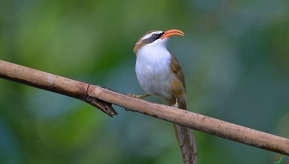 ��ͷ������