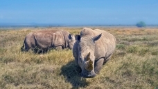 ���ı�����Ϭţ