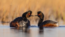 ��������---�ھ�����