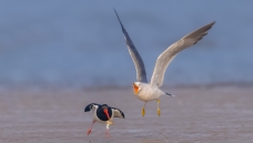 ���ϡ�·�ԡ�