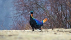 ֺ������