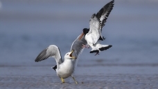 ��βŸ������:����